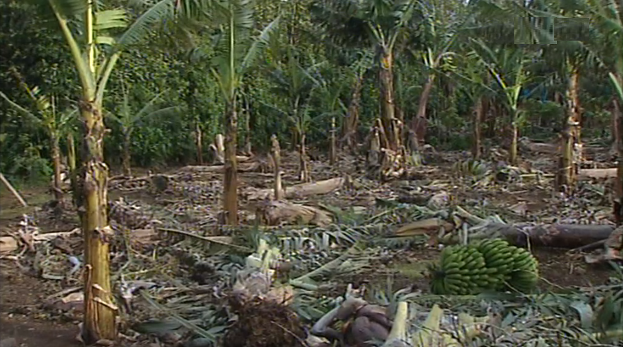 Agricultores dos Açores queixam-se do valor dos apoios