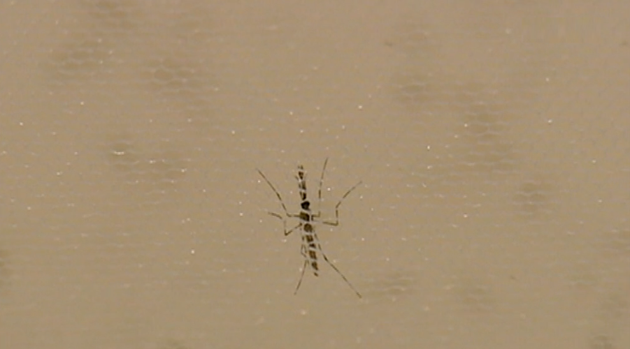 DGS sobre o vírus Zika