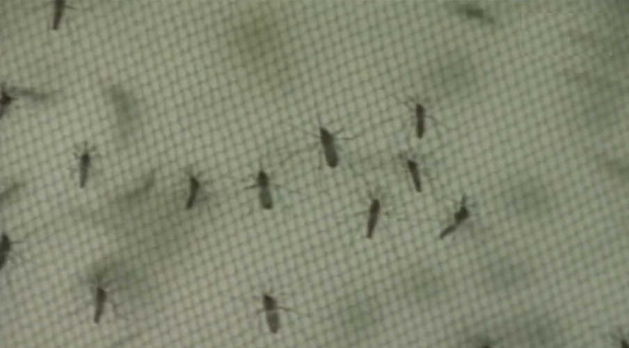 Vírus Zika em Portugal