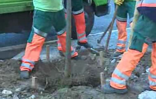 Substituição de árvores