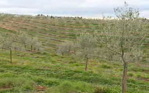 Azeite de Castelo Branco premiado em Nova Iorque