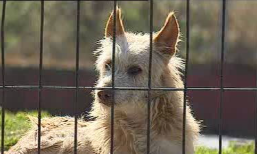Petição contra o abate de animais em Castelo Branco