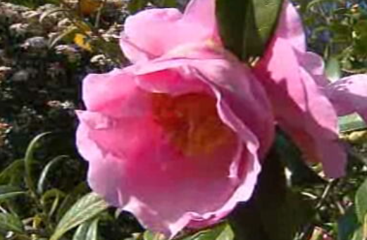 Cidade das Camélias no Porto