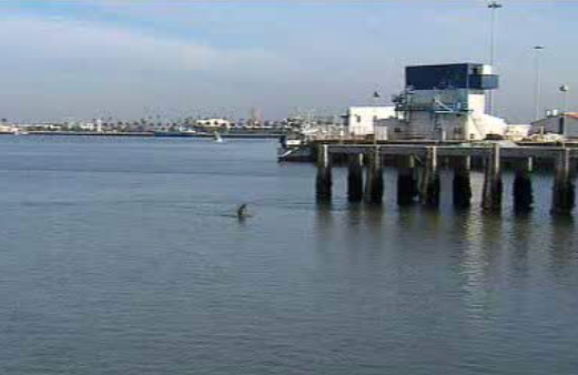 Assoreamento do porto de Aveiro