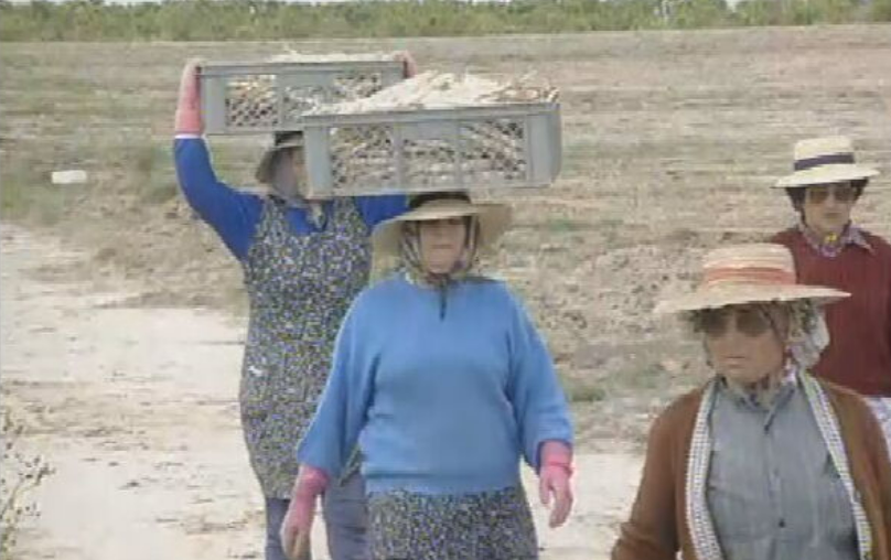 Exploração de espargos no Ribatejo