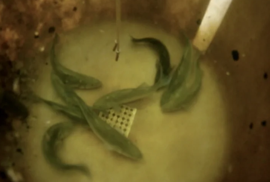 Descoberta do genoma do robalo