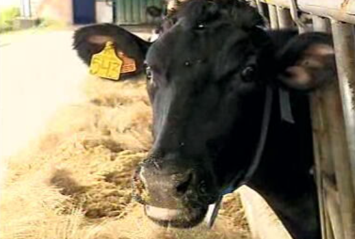 Proteção do ambiente na pecuária e agricultura