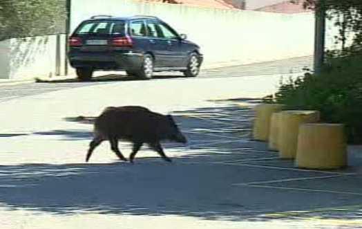 Aumento de javalis na Serra da Arrábida