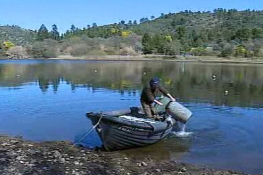 Festival da lampreia em Mação