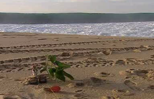 Arquivamento do Caso da Praia do Meco