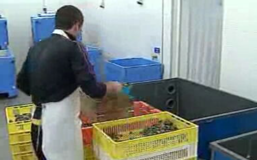 Cooperativa Depuradora do Povo em Olhão