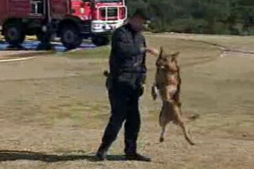 Dia da Proteção Civil