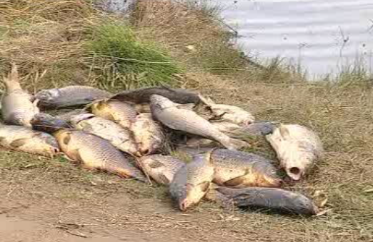 Crime ambiental em Portugal