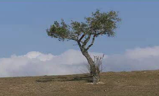 Seca nos campos na Beira Interior