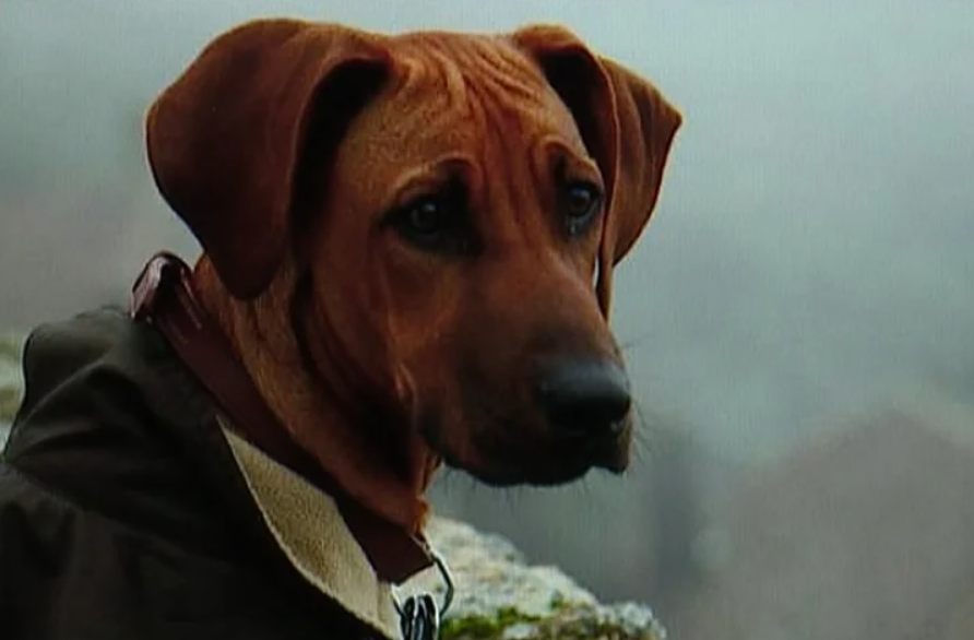 Cão morto a tiro em Monsanto