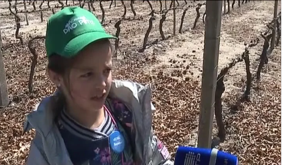 Academia Dão Petiz dá a conhcer às crianças os vários ciclos da vinha