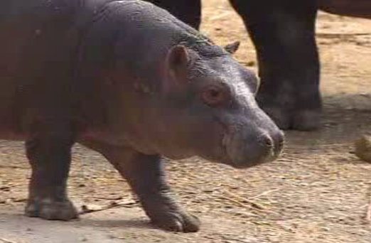 Comemoração do Dia do Pai no Jardim Zoológico