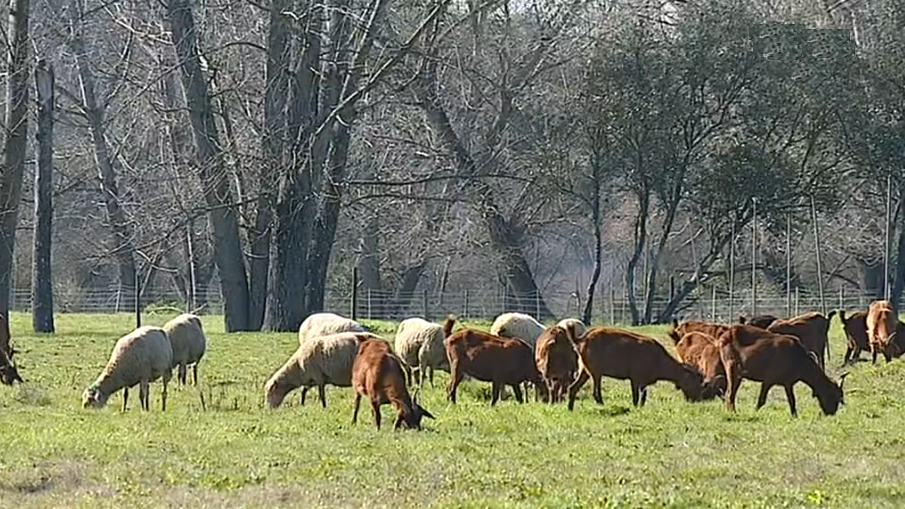 Latifúndio da Herdade do Escrivão II