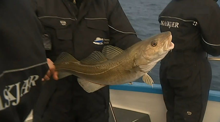 Pesca do Bacalhau na Noruega
