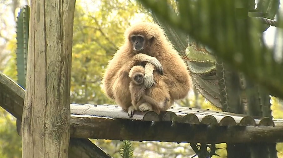 Cria de “Gibão de Mãos Brancas” no Zoológico de Lisboa