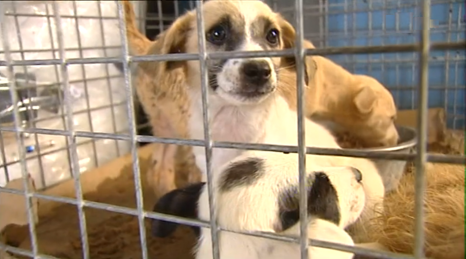 Maus tratos a animais de companhia