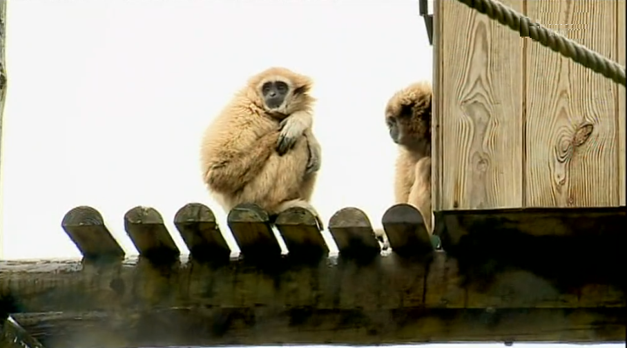 Cria de “Gibão de Mãos Brancas” no Zoológico de Lisboa