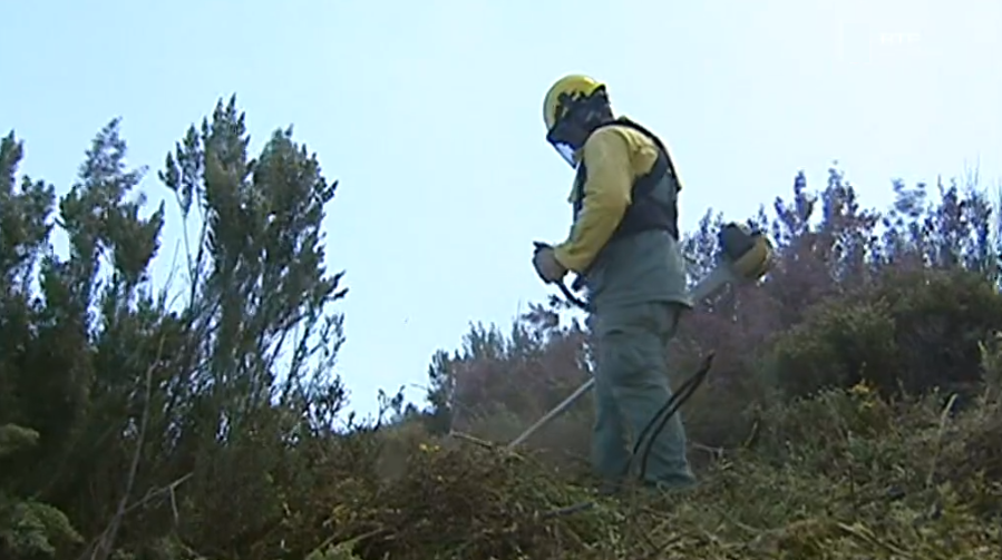 Limpeza de terrenos em Murça