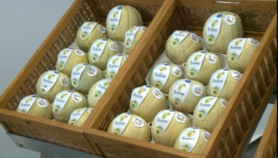 Aumento da produção de meloa na ilha de Santa Maria