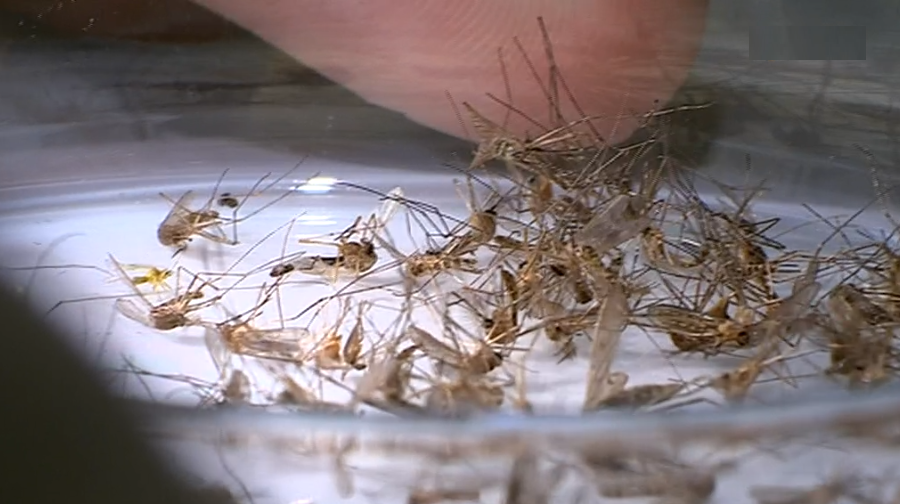 Controle do vírus Zika