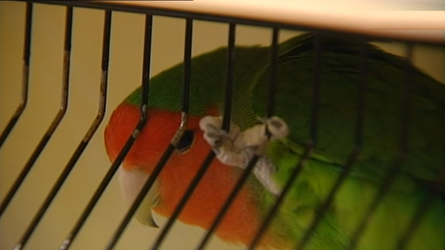 Campeão Mundial de Ornitologia em São Miguel