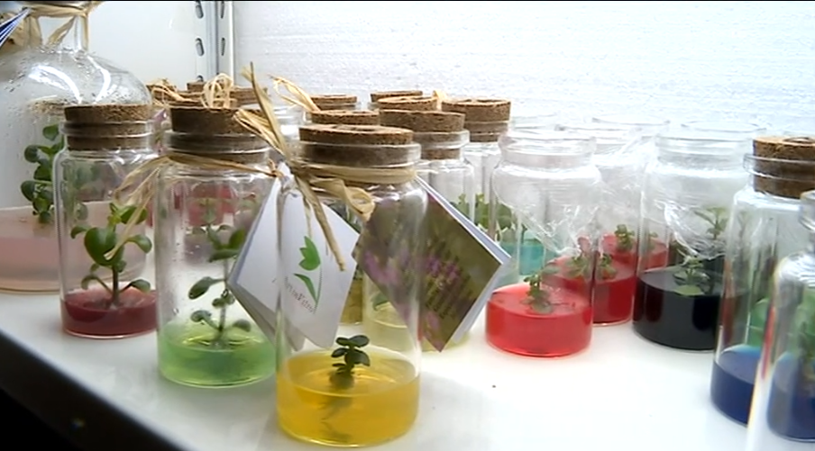 Cultura de plantas em frascos