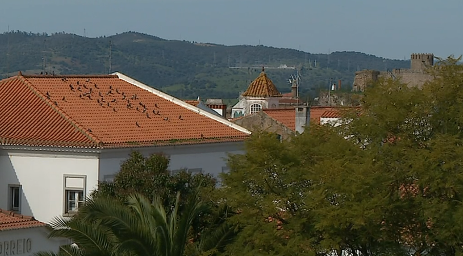 Praga de pombos no Alentejo