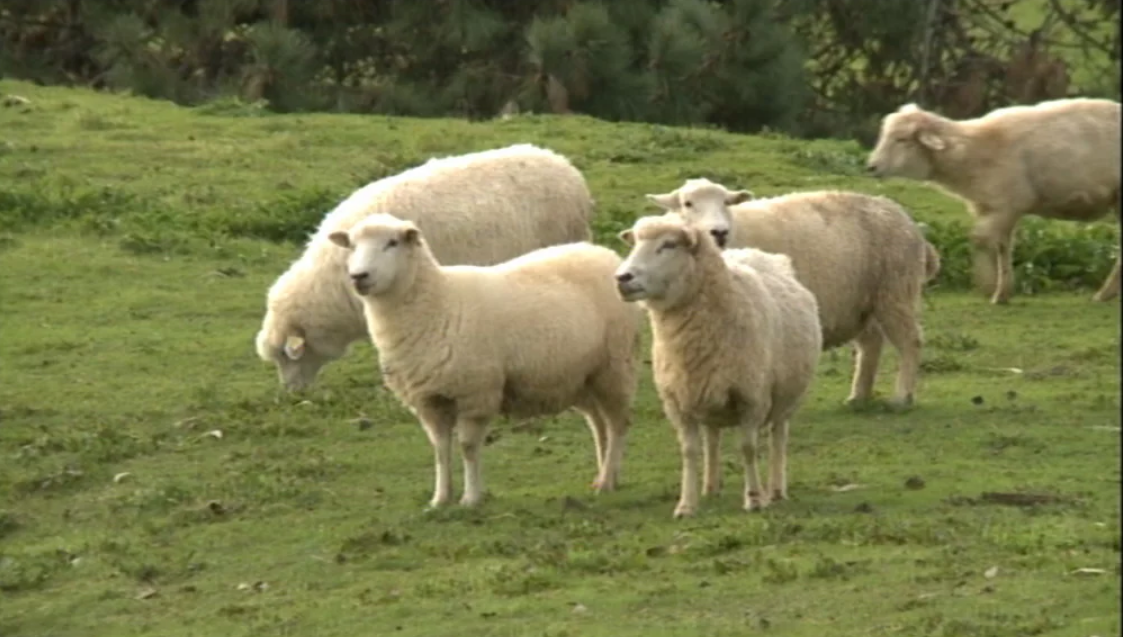 Produção de queijo de ovelha na Ilha de Santa Maria