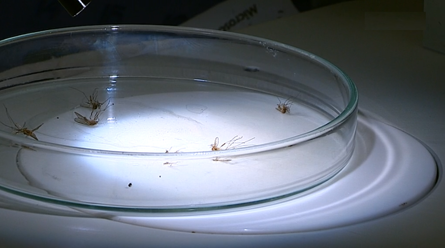 Recomendação DGS sobre o vírus Zika