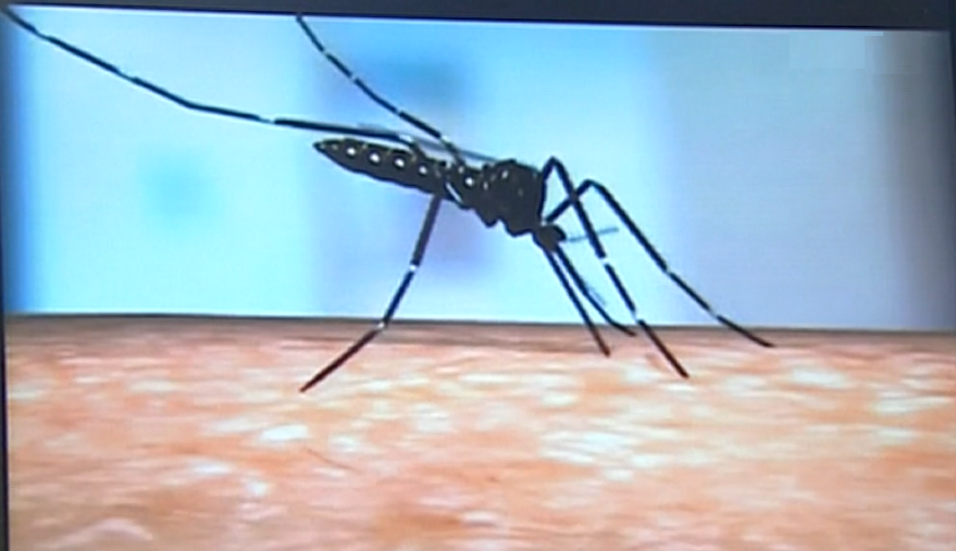 Vírus Zika na Ilha da Madeira