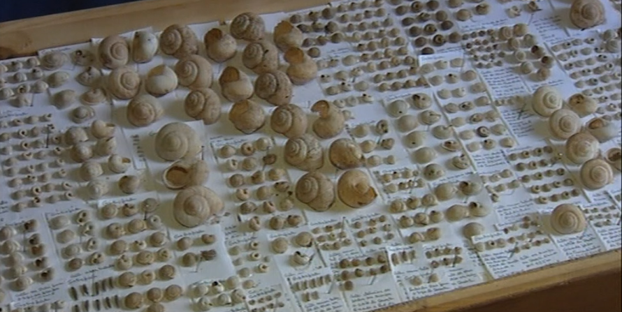 Coleção de caracóis