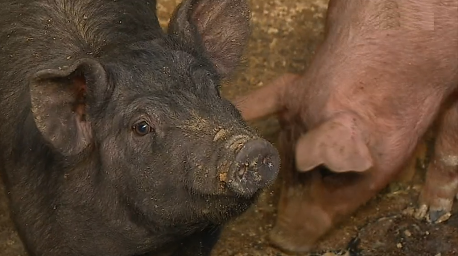 Preparativos para a Feira de Enchidos de Monchique I
