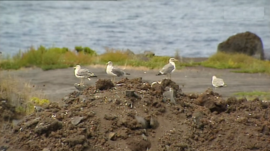 Universidade dos Açores estuda gaivotas