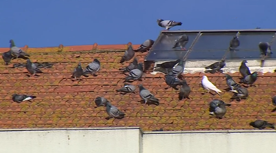 Praga de pombos na Moita