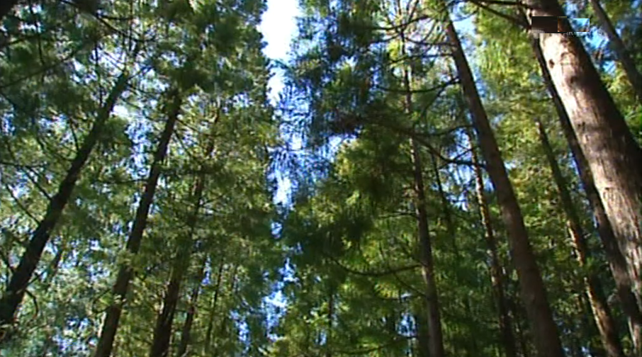 Açores enviam árvores para a Madeira