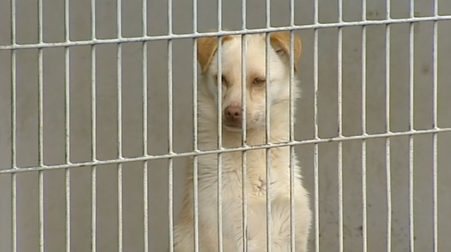 Colóquio para implementação de canis de acolhimento