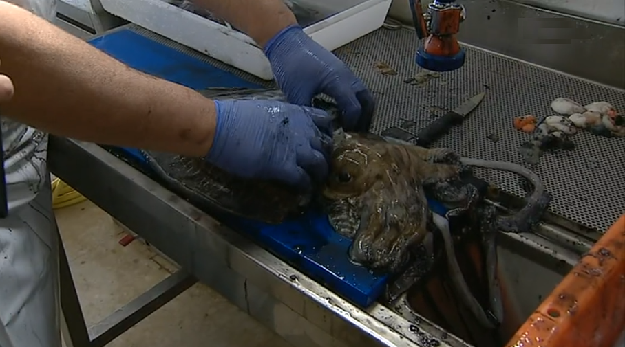 Projeto “Cabaz Fresco do Mar” em Olhão I