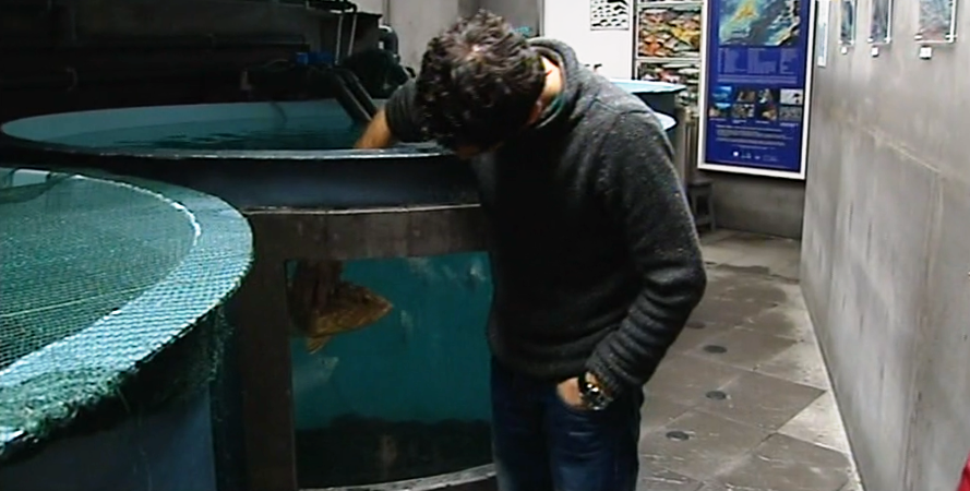 Aumento da exportação de espécies marinhas