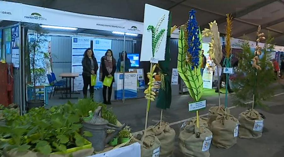 Festival do Arroz e da Lampreia em Montemor-o-Velho I