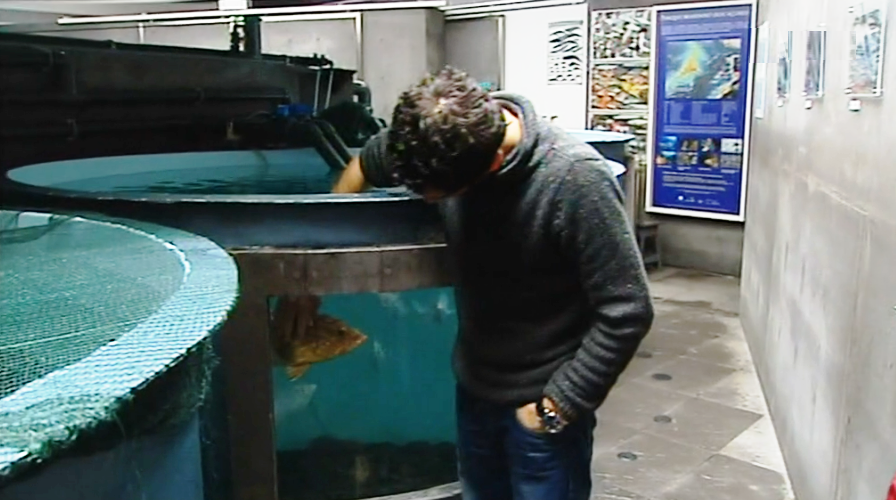 Exportações da “Flying Sharks”