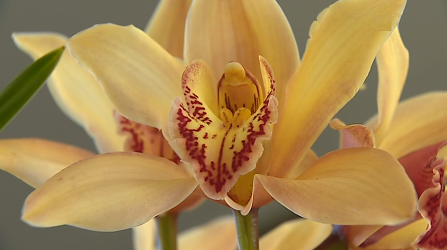 Exposição Internacional de orquídeas em Matosinhos II