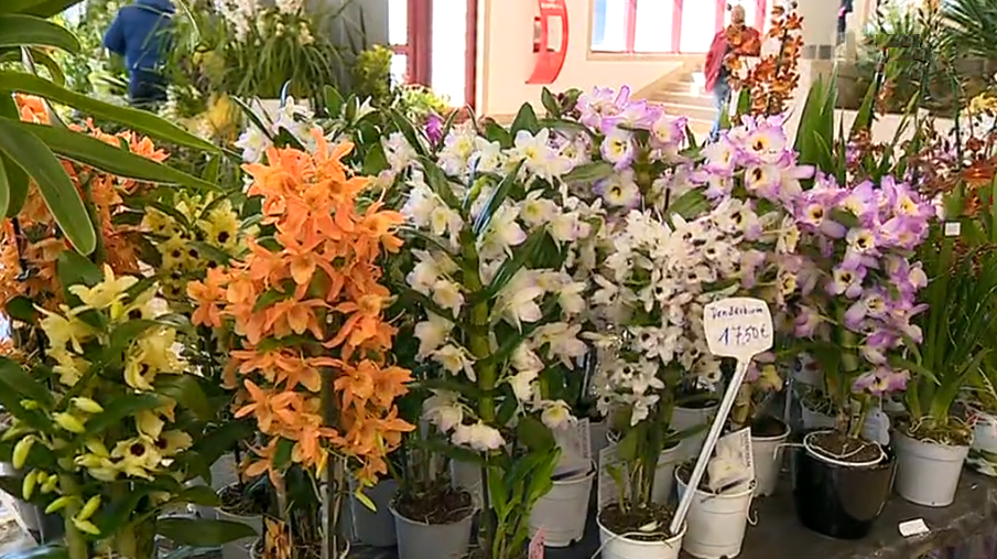 Exposição Internacional de Orquídeas em Matosinhos I