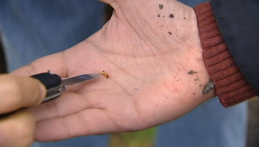 Erradicação de térmitas na Ilha Terceira