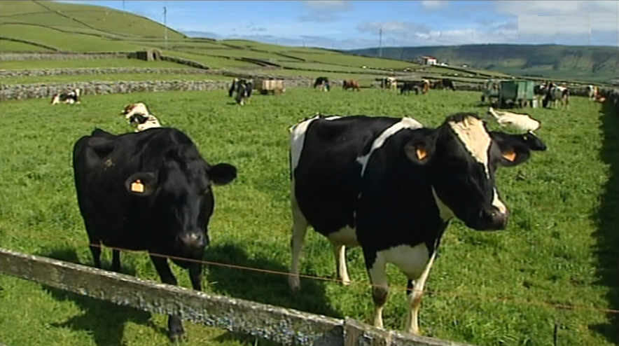 Leite em risco na Terceira e Graciosa