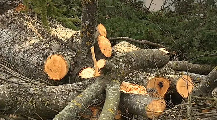 Abate de árvores na Guarda
